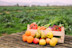 box with vegetables and fruits in a crop field