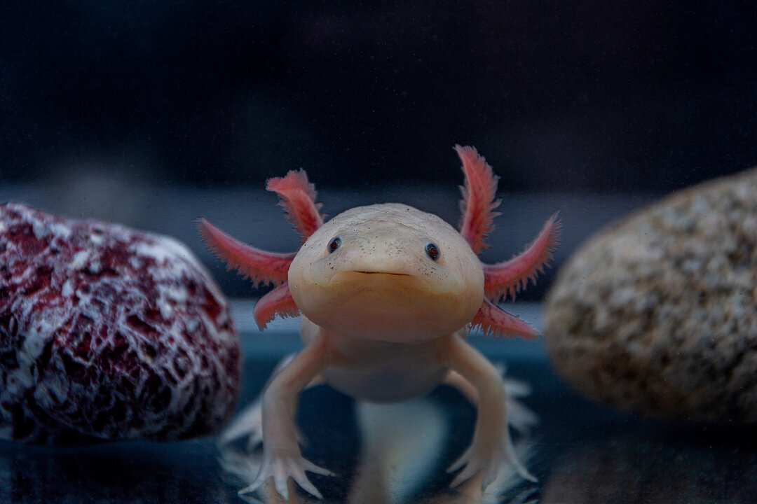 Salamander fish