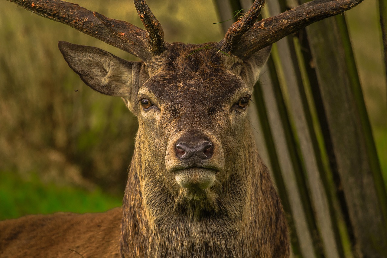 Deer facing us