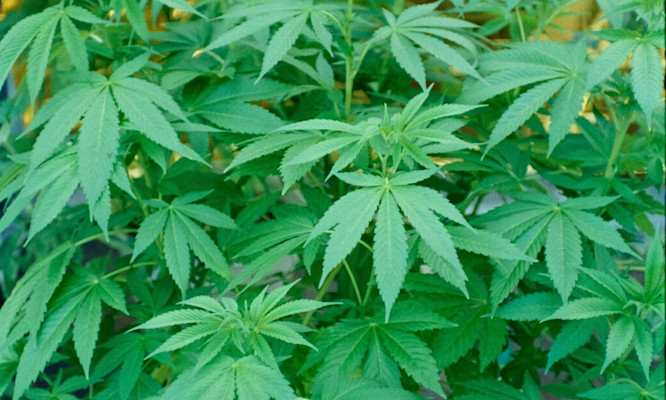 Sativa Hybrid Complete Guide to the Three Main Types