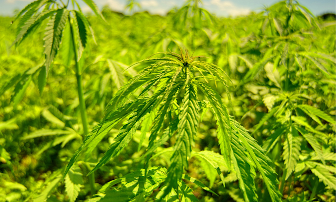 Spotting Fake Delta 8 Products at Local Smoke Shops