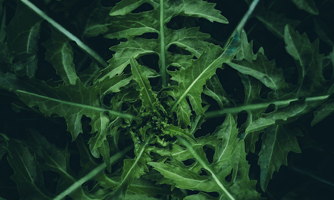 Hydroponic Cannabis Setup Simplified with the Right System and Gear