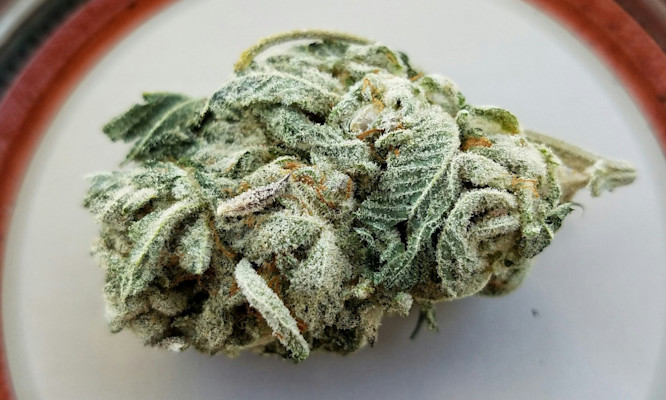 Delta-10 THC for Daytime Energy and Focus Without the High