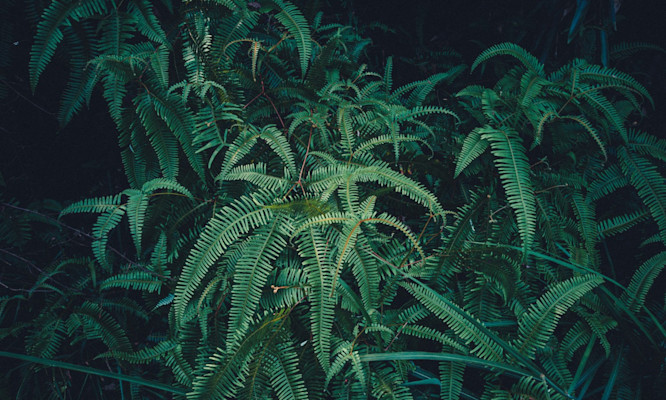 How Much Weed Comes From One Plant? Cannabis Yields Explained