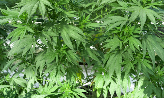 Different Types of THC and What Makes Each One Unique