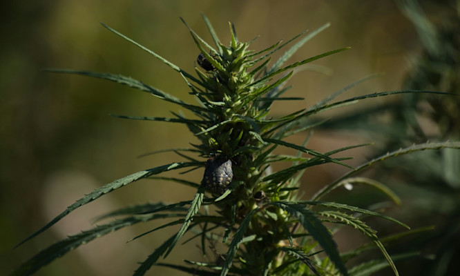 Electric vs Traditional Dab Rigs – The Complete Temperature and Flavor Comparison