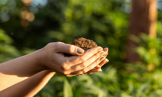 How to Tell If Your Pre-Roll Has Gone Bad and Why It Happens