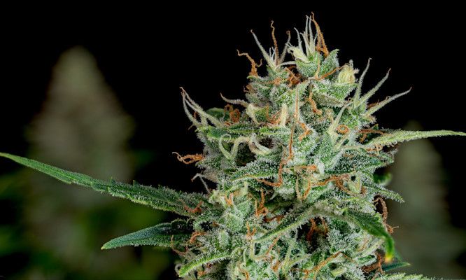 What Is Delta-9? A Guide to Its Legality, Safety & Products