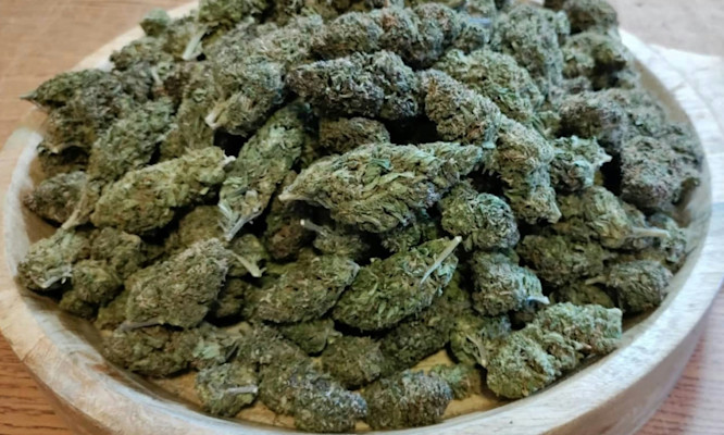 The Ultimate Guide to Cannabis Terpenes and Their Effects