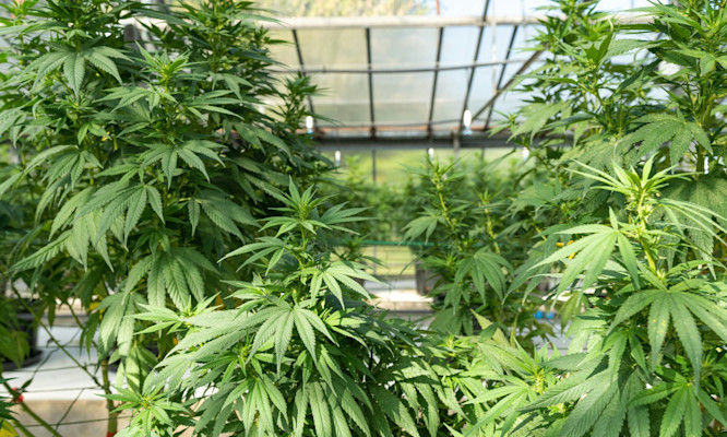 Master THCA Dab Temperatures for Maximum Flavor and Potency