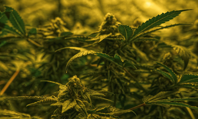 First Time Smoking Weed? Here's Exactly How Much You Need