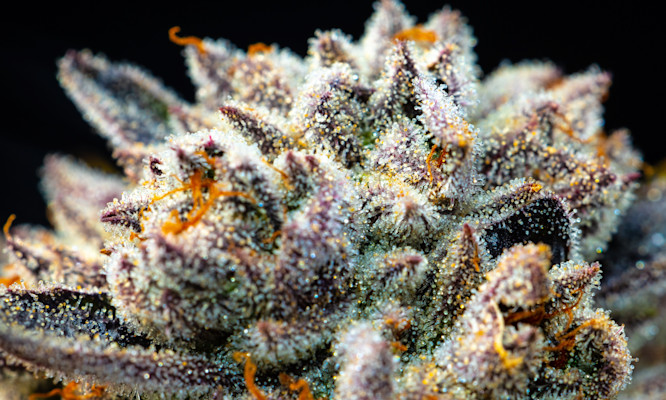 What Does 10 Grams of Weed Look Like?