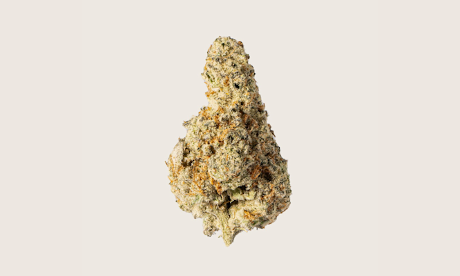 Trap Cherries Strain: A Sativa Hybrid Worth Trying