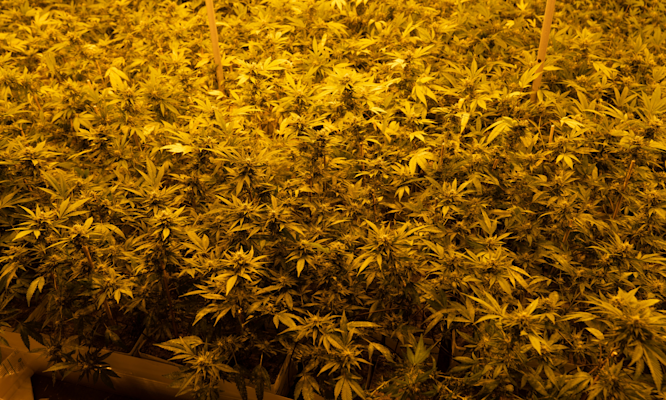 How Long Delta 8 Lasts in Your System: The Complete Timeline