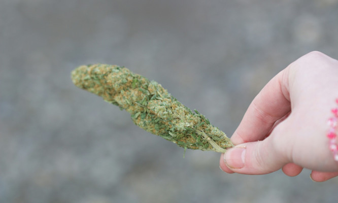 Topping Cannabis Plants: The Complete Growing Guide