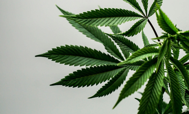 The Complete Humidity Pack Guide for Cannabis