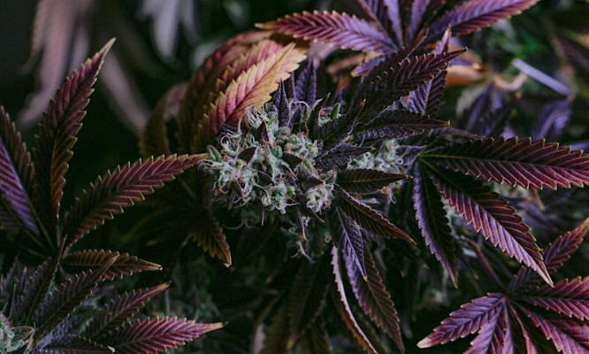 The Complete Temperature Schedule for Growing Purple Cannabis