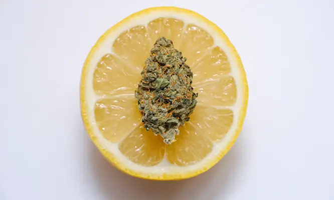 What Is the Entourage Effect? Cannabinoid Activity FAQs Explained