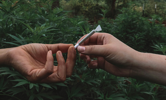 Cannabis Extraction Optimization Guide to Temperature, Pressure and Timing Parameters