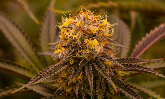 What Makes THC Psychoactive?