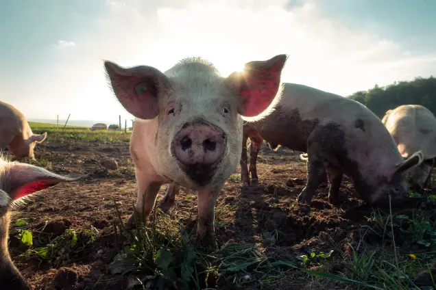 Wir klären ob Schweinefleisch wirklich so ungesund ist und auf was du achten musst.
