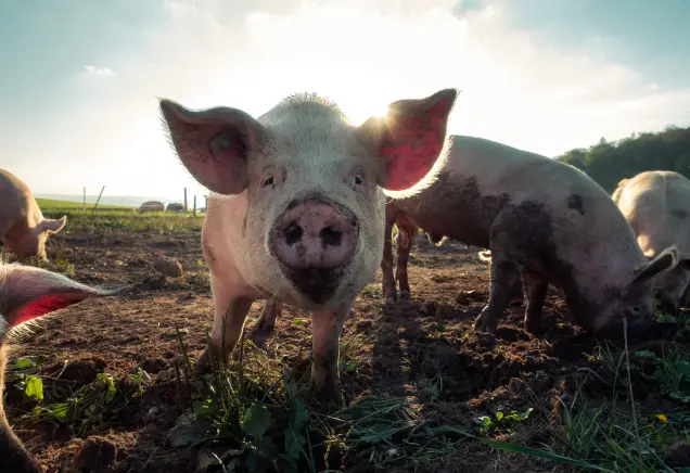 Wir klären ob Schweinefleisch wirklich so ungesund ist und auf was du achten musst.