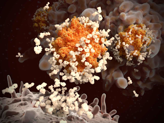 B-Lymphozyten