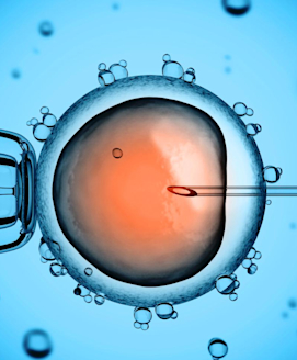 Eizellspende