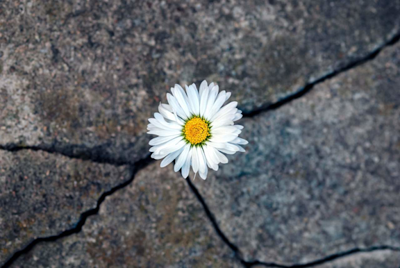 Ein Gänseblümchen wächst auf einem rissigen Steinboden.