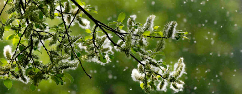 Von einem Baum fliegen viele Pollen.