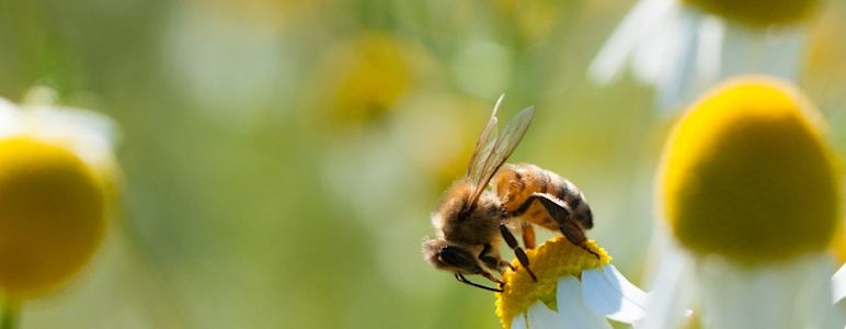 Es ist eine Honigbiene zu sehen, die Nektar von einer Kamillenblüte sammelt.