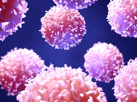 Lymphozyten