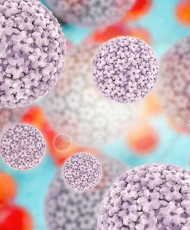 HPV