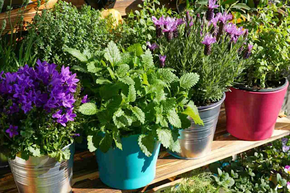 Kräuter und Blumen in Töpfen auf Balkon oder Garten im Frühling.