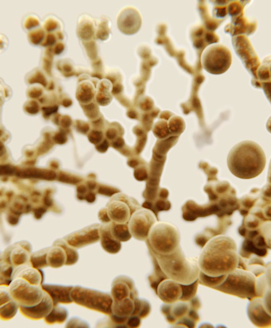 Pilzinfektionen mit Candida auris