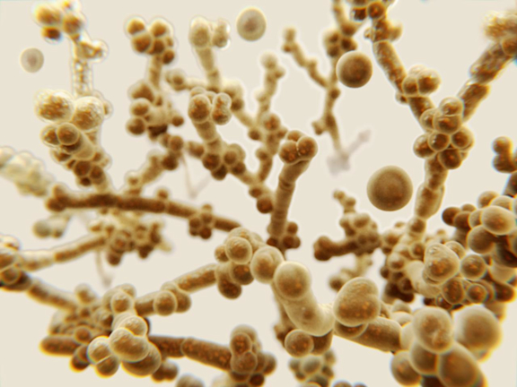 Pilzinfektionen mit Candida auris