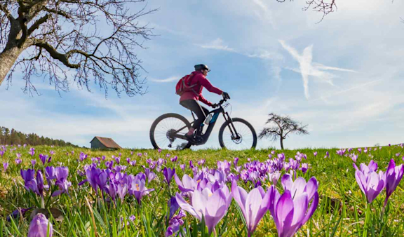 Mountainbike Fahrer fährt bei Sonnenschein entlang einer Frühlingswiese mit Krokussen.