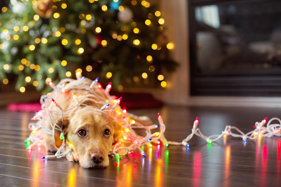 Trauriger Hund an Weihnachten mit Lichterkette um den Hals.