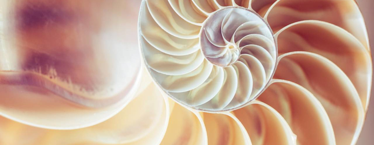 Querschnitt einer Schnecke oder Muschel.
