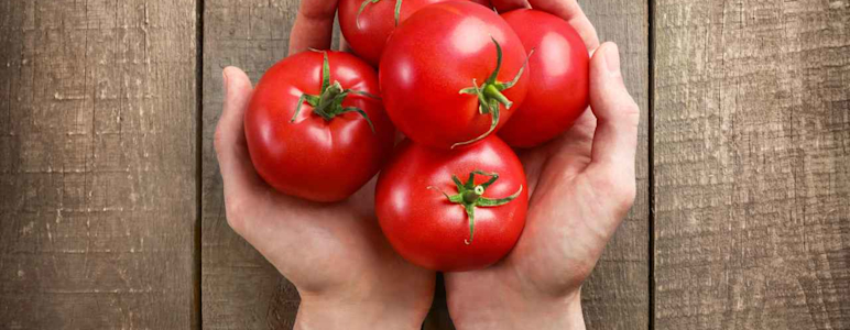 Hände halten fünf Tomaten.