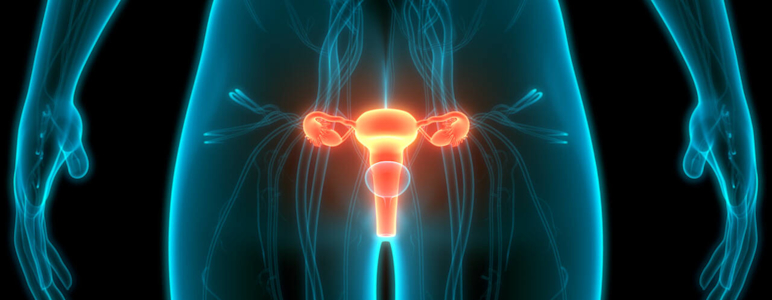 Abbildung des Uterus (Gebärmutter) im menschlichen Körper.