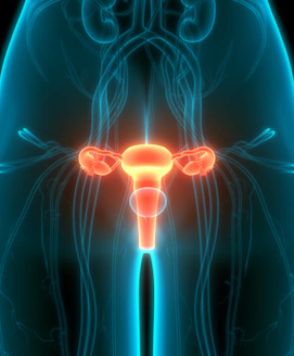 Die Gebärmutter (Uterus)