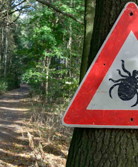 Borreliose