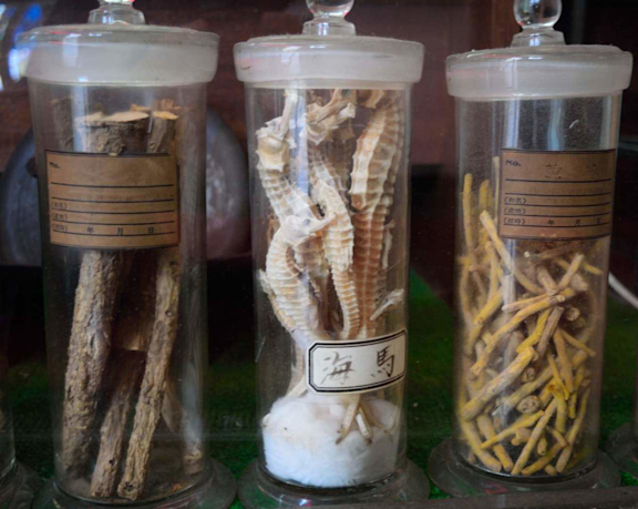 Traditionelle Chinesische Medizin (TCM) Seepferdchen im Glas.