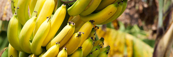 Krumme Bananen wachsen an einer Staude.