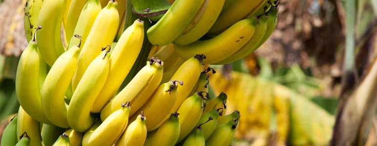 Krumme Bananen wachsen an einer Staude.