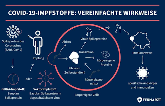 Vereinfachte Darstellung der Wirkweise von COVID-19-Impfstoffen gegen das Coronavirus