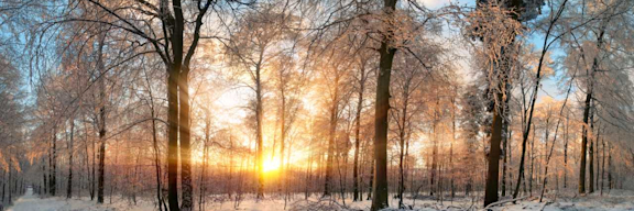 Winterliche Landschaft: Wald mit Schnee.