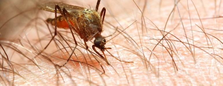 Malaria wird durch weibliche Stechmücken der Gattung Anopheles übertragen.