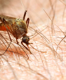 Malaria